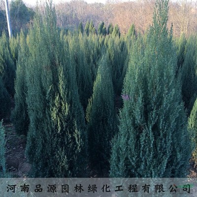 河南桧柏圆柏绿化乔木盆景观赏植物量大从优