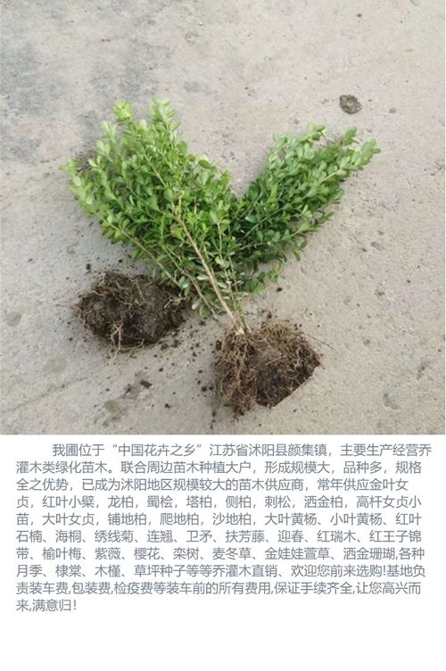 供应精品小叶黄杨球 瓜子黄杨球 园林护坡工程绿化 花坛绿篱植物